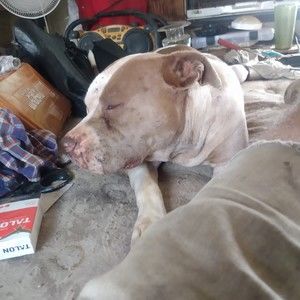 Meet your Posher, Ronald